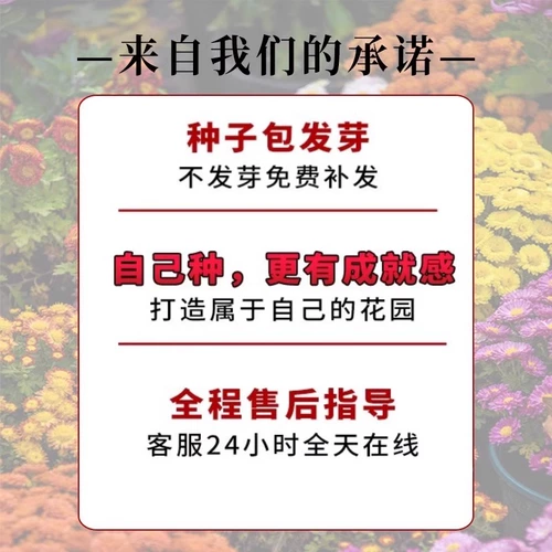 Китайские лучи травы тонкие листья японские лучи травы на Тайване, Тайваньский корт травы, выделенные семена газона травы, чтобы вопить