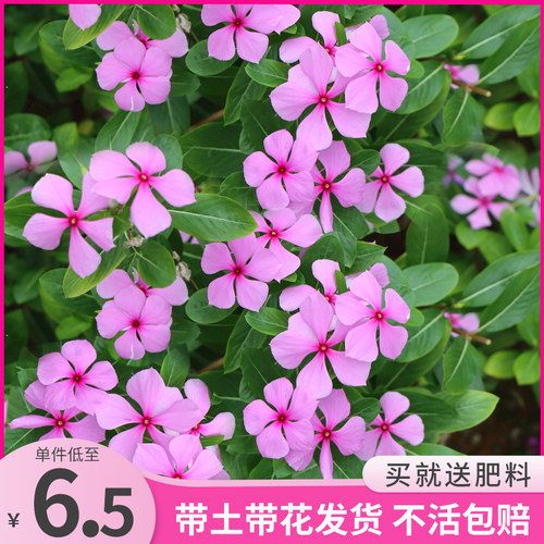 长春花盆栽带花苞庭院耐热爆花植物天天开花苗四季花卉多年生绿植 - 图1