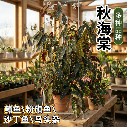 鳟鱼粉旗鱼秋海棠盆栽室内ins风网红绿植蟆叶秋海棠海威耐阴好养 - 图2