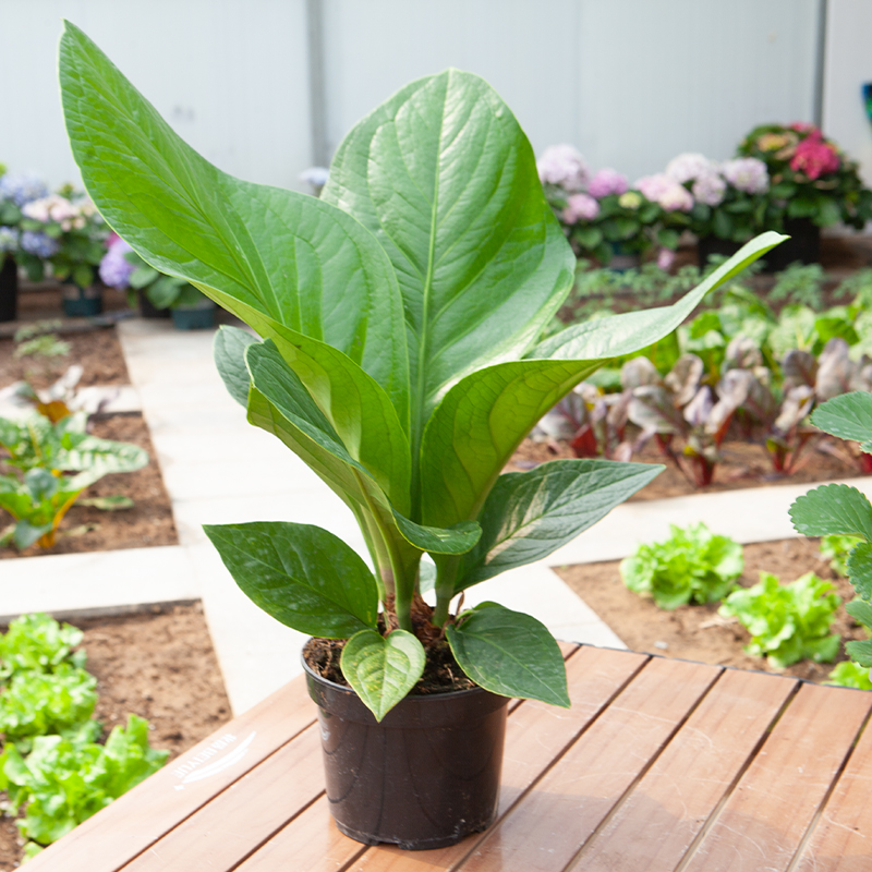 聚宝盆盆栽室内绿植净化空气大叶植物金叶子鸟巢花烛办公室耐阴 - 图0