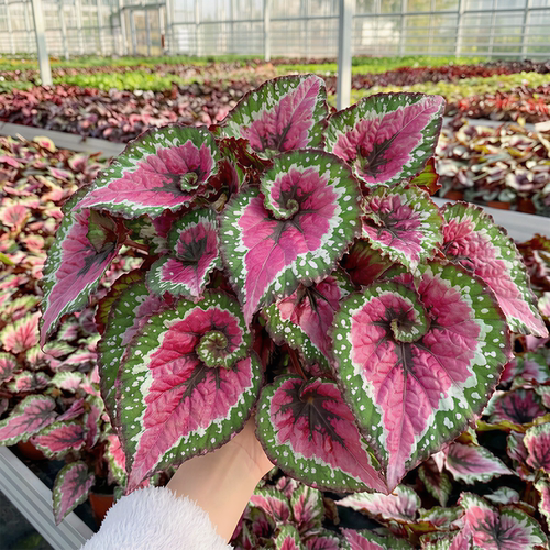 五彩蜗牛秋海棠盆栽室内热植彩叶芋观叶植物耐阴花卉蟆叶秋海棠 - 图3