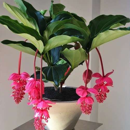 宝莲灯盆栽带花苞大苗高级花卉室内绿植多年生珍珠宝莲灯花苗好养 - 图3