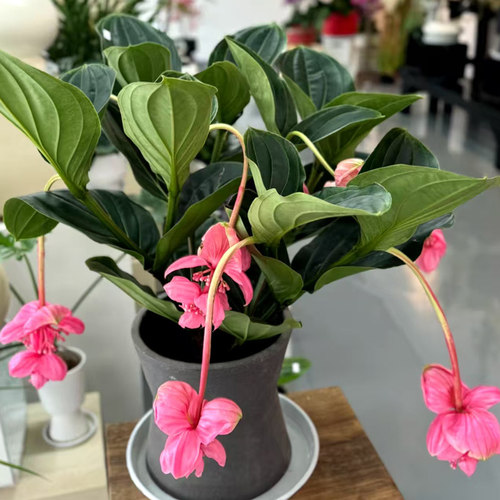 宝莲灯盆栽带花室内客厅高端花卉盆栽年宵花好养活绿植办公桌摆件 - 图3