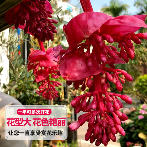 宝莲灯盆栽带花室内客厅高端花卉盆栽年宵花好养活绿植办公桌摆件 - 图0