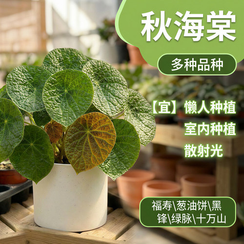 福寿蟆叶秋海棠盆栽室内桌面绿植盆栽净化空气圆形叶观叶植物耐阴 - 图0