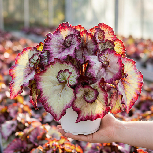 五彩蜗牛秋海棠盆栽室内热植彩叶芋观叶植物耐阴花卉蟆叶秋海棠 - 图2