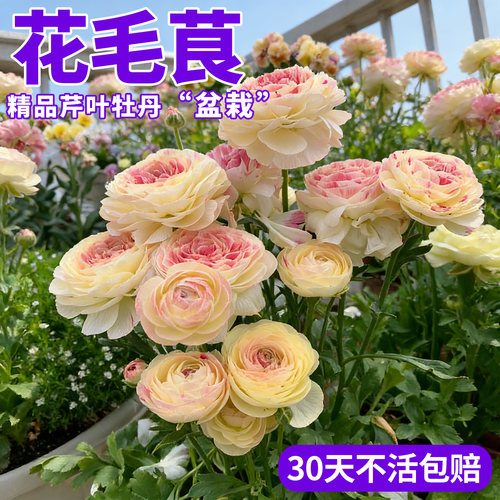 洋牡丹盆栽带花苞花毛茛花苗四季好养重瓣大花阳台庭院开花卉植物 - 图0