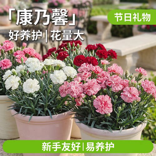 康乃馨盆栽带花苞室内阳台庭院四季好养开花植物石竹大花苗鲜切花 - 图2