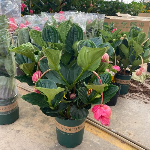 宝莲灯盆栽带花苞大苗高级花卉室内绿植多年生珍珠宝莲灯花苗好养 - 图2
