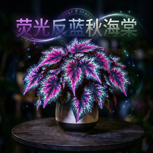蓝色荧光秋海棠盆栽室内桌面绿植网红观叶植物净化空气蟆叶秋海棠 - 图3