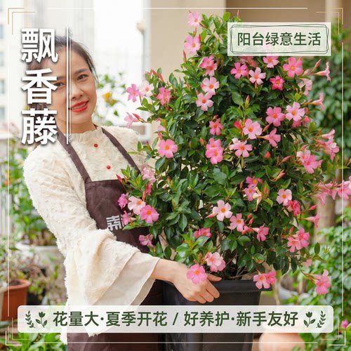 飘香藤盆栽带花苞阳台庭院四季好养开花重瓣大叶大花杏色爬藤植物 - 图1