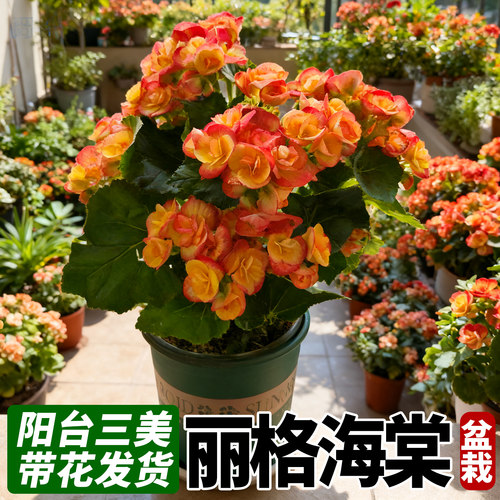 丽格海棠重瓣大花带花苞景观夫妻垂吊海棠盆栽阳台四季好养喜阳花 - 图3