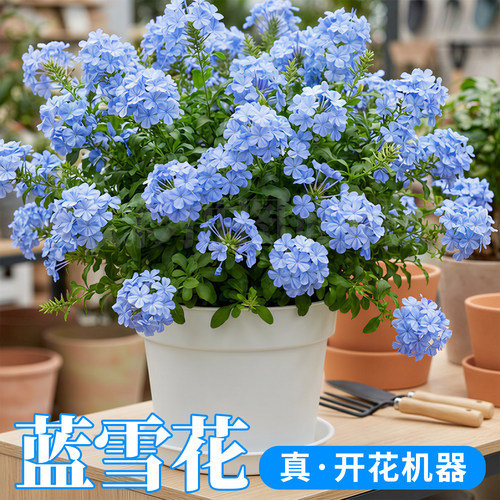 蓝雪花盆栽大苗带花苞庭院阳台花园观赏爬藤植物易爆花棒棒糖花卉 - 图1