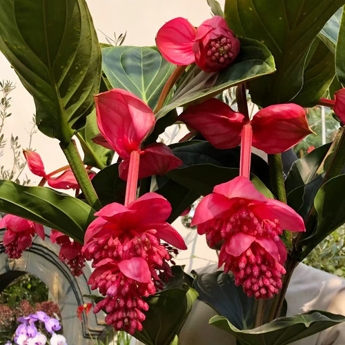 宝莲灯盆栽带花苞大苗高级花卉室内绿植多年生珍珠宝莲灯花苗好养 - 图1