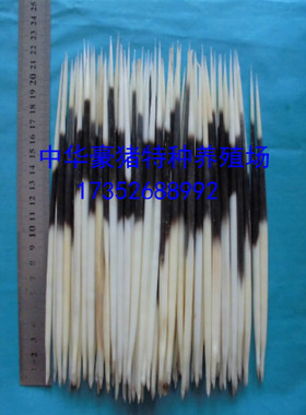 养殖豪猪刺药用50克一件包邮