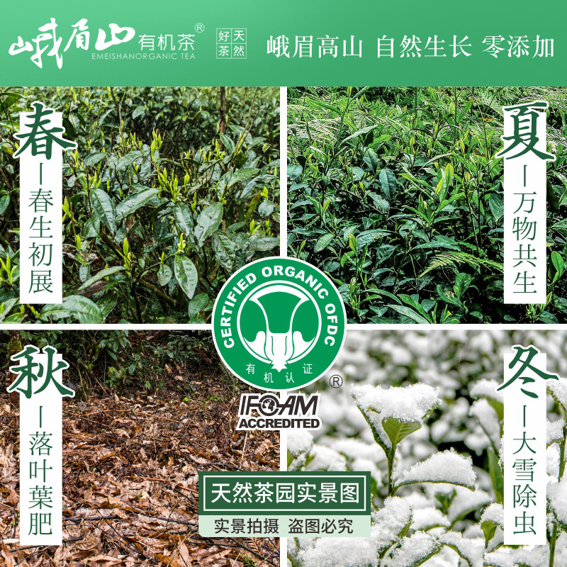 峨眉山有机茶 2024绿茶新茶遇仙礼盒装四川特级高山春青色茶叶-图0