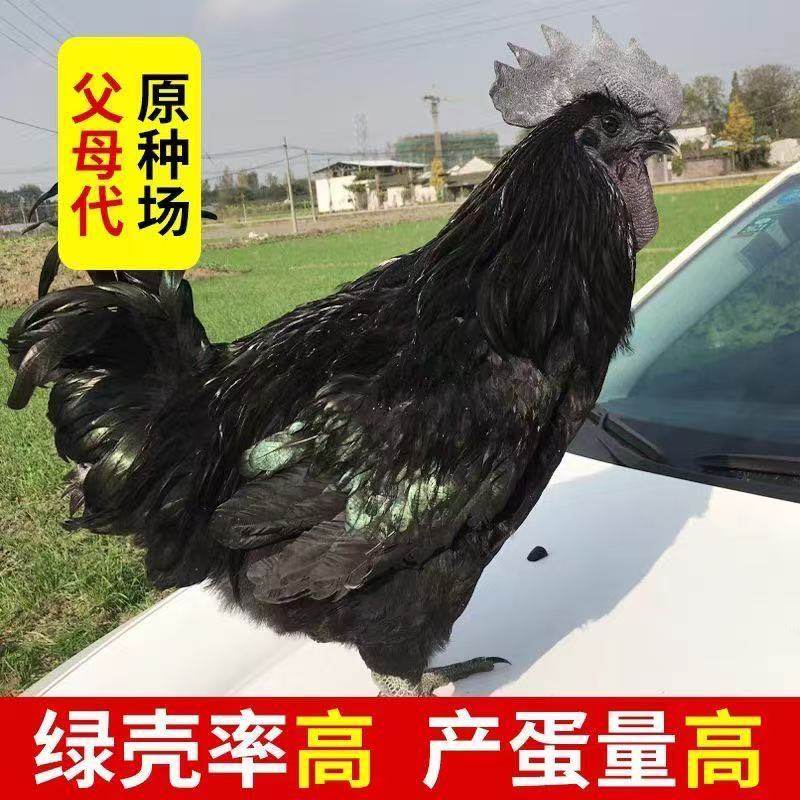 纯种五黑鸡种蛋受精蛋可孵化五黑一绿乌骨土鸡种蛋宠物鸡,淘宝优惠券,粉丝福利购,淘宝优惠卷