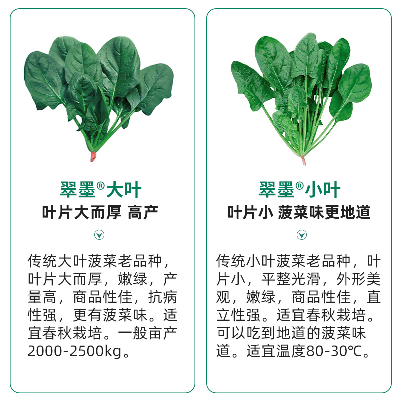 冬季大叶菠菜种子种籽籽种孑散装秋季红根波菜子秋后蔬菜菜籽籽儿-图1