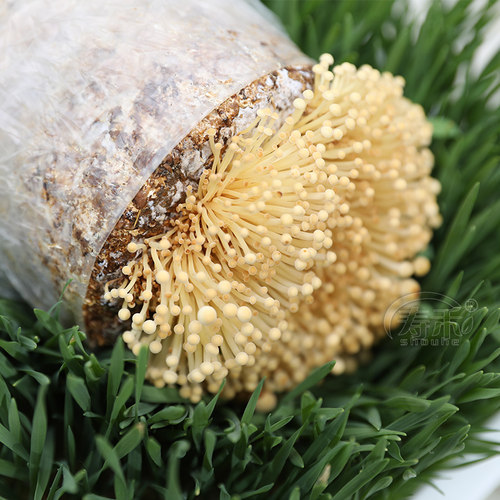 自种家种蘑菇菌包菌菇种植包平菇香菇磨菇种可食用金针菇批发 - 图3