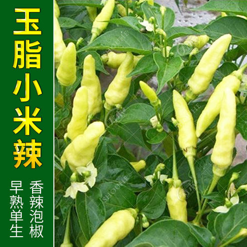 四季小米椒种籽小米辣种子苗秧朝天辣椒特辣蔬菜泡椒孑秧苗籽批发 - 图2