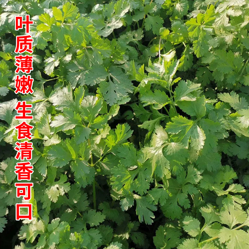 安瑟米香菜种子耐寒四季种植蔬菜秋冬籽种菜孑香菜籽儿速生种籽,淘宝优惠券,粉丝福利购,淘宝优惠卷