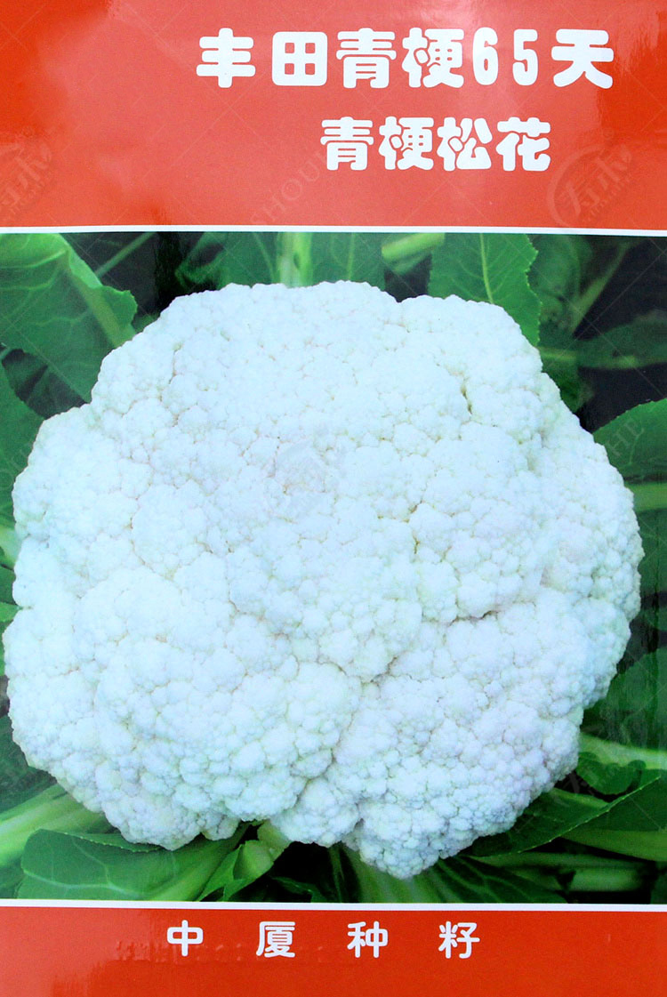 台湾丰田种子种籽青梗松花菜 60日70/80天秋后花菜菜花散花菜籽孑