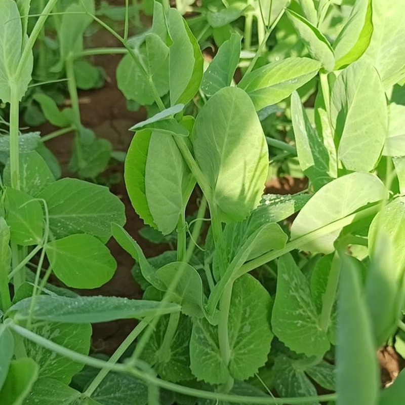 豌豆苗种孑豌豆种籽芽苗菜种子种籽豌豆尖的碗豆种碗豆苗批发苗种