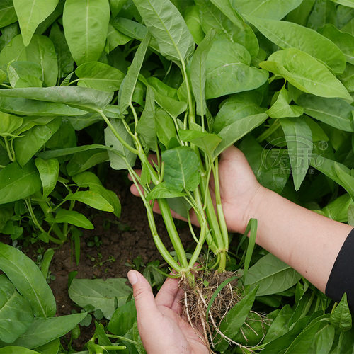 三叉菜空心菜种子种籽苗四季菜苗水上种植蔬菜菜籽籽种带根老品种 - 图2