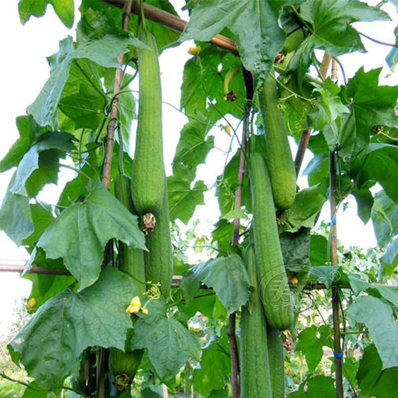 优比1号6号肉丝瓜种子种籽苗秧蔬菜孑水瓜短棒籽种水瓜南方新品种,淘宝优惠券,粉丝福利购,淘宝优惠卷
