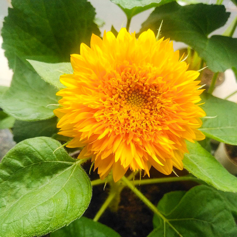 玩具熊向日葵种子种籽子苗矮四季幼苗盆栽观赏葵花花苗孑花种活苗,淘宝优惠券,粉丝福利购,淘宝优惠卷