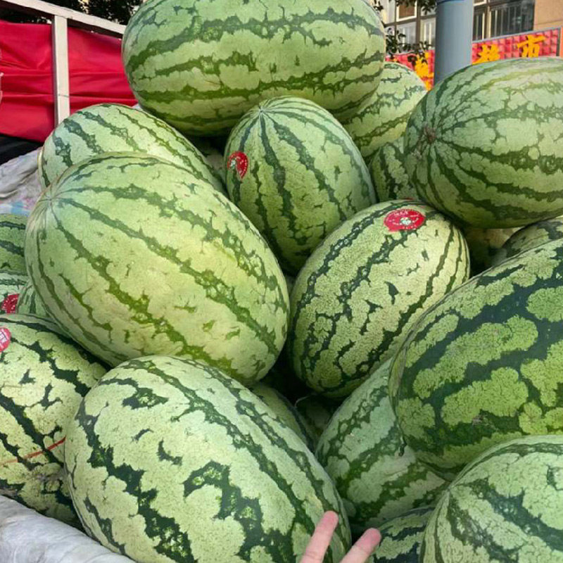 懒汉西瓜种子种籽孑苗秧盆栽8424美都麒麟瓜嫁接秧苗菜苗蔬菜大全,淘宝优惠券,粉丝福利购,淘宝优惠卷