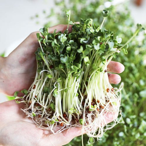 四季芽苗菜种子豌豆种籽萝卜苗香椿小麦草蔬菜芽菜种植盘孑麻豌豆-图1