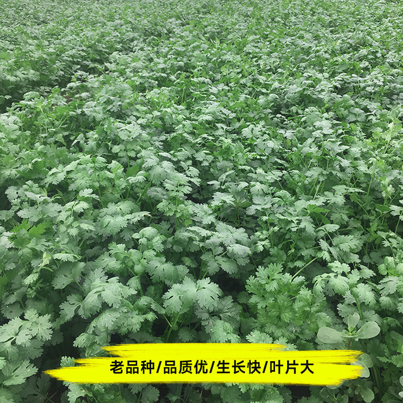 安瑟米香菜种子耐寒四季种植蔬菜秋冬籽种菜孑香菜籽儿速生种籽,淘宝优惠券,粉丝福利购,淘宝优惠卷