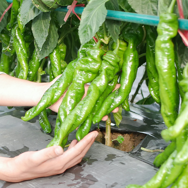 螺丝椒辣椒种子种籽金螺丝特大牛角椒羊角椒四季阳台盆栽蔬菜苗孑