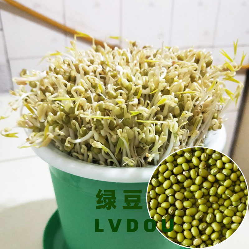 豌豆芽苗菜种子黄豆四季苗种芽种蔬菜豌豆种籽黑豆水培种籽孑种菜 - 图3