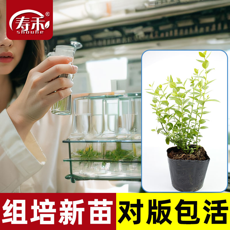 蓝莓苗l25蓝莓树果苗树苗盆栽南方北方耐寒种植果树优瑞卡f6苔藓-图2