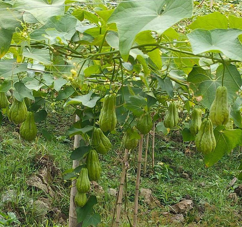 佛手瓜苗秧瓜种带芽种子种籽子孑白种苗瓜苗发芽扶手瓜种植苗菜苗 - 图3