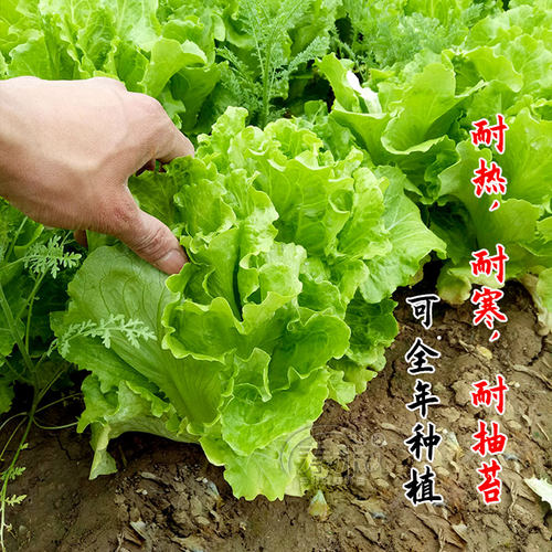 意大利生菜王种子种籽四季蔬菜菜种孑子籽种菜籽大全奶油孔雀菜莱 - 图1