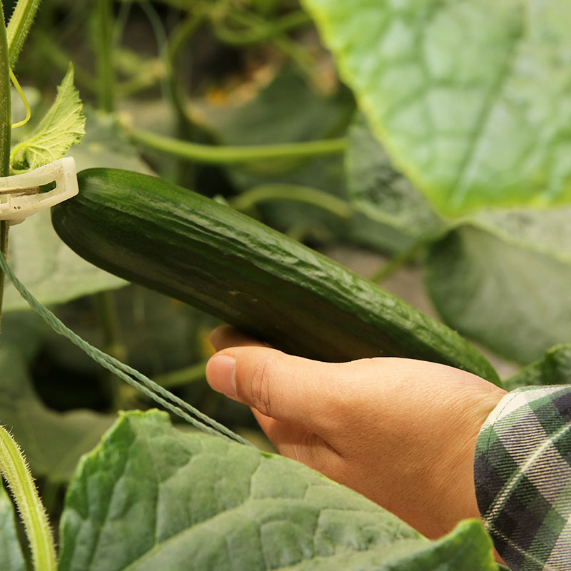寿禾种业高产水果黄瓜种子种籽苗秋孑子青瓜嫁接大全小秧盆栽秧苗,淘宝优惠券,粉丝福利购,淘宝优惠卷