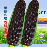 Семена семян семян семян кукурузы