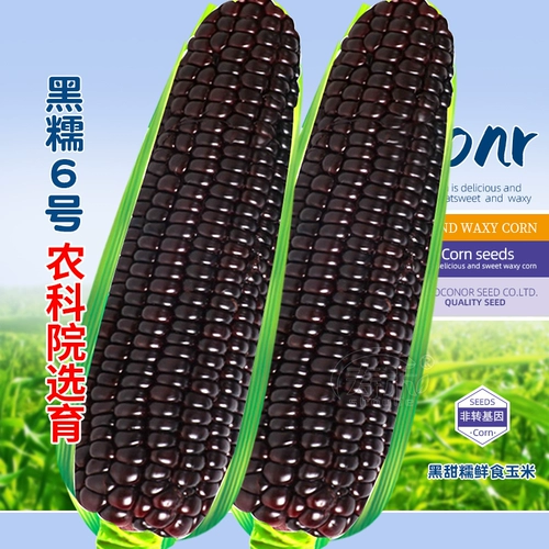 Семена семян семян семян кукурузы