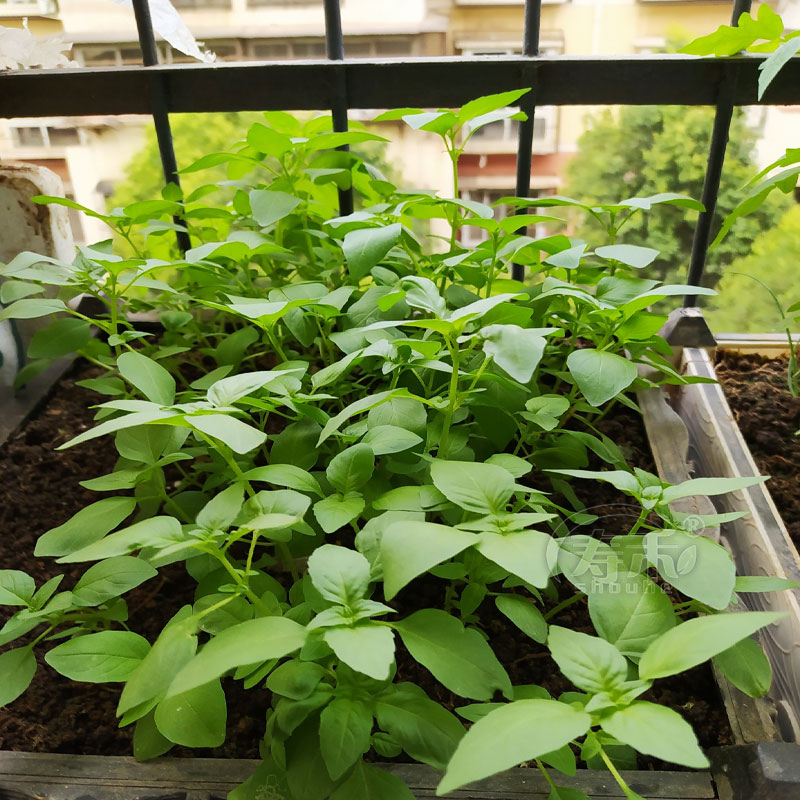 河南特产大叶荆芥种子种籽苗孑子夏季菜苗荆棘菜种苋菜带土秧苗 - 图3