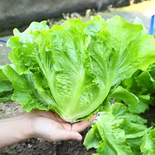 意大利生菜王种子生菜种籽四季苗秧菜种孑籽种菜籽大全奶油孔雀菜 - 图0