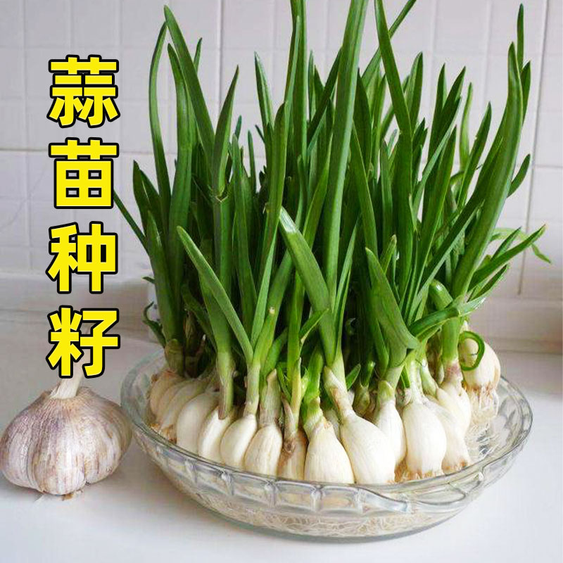 大蒜种子种籽蒜苔大蒜头蒜种蒜苗红皮蒜头紫皮抽农家土蒜种批发_虎窝淘