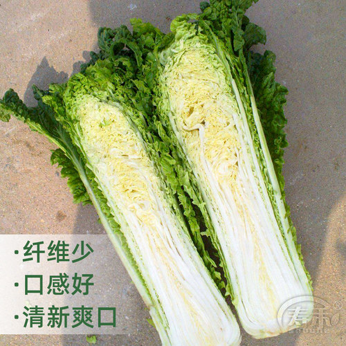 天津绿青口大白菜种子种籽青麻叶东北秋季四季冬季孑子大全籽种仔 - 图2
