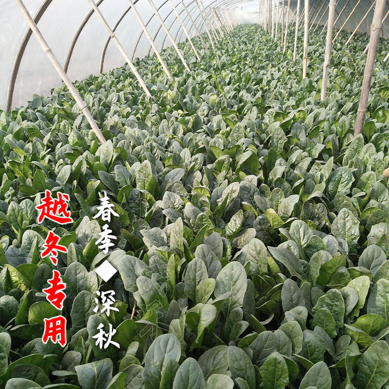 大叶肉菠菜种子种籽孑红根根高产籽种耐寒波菜冬季种籽秋冬季菜籽