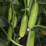 Высокие фруктовые фрукты огурцы семян семян семян саженцев саженцы огурцы