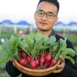 Фруктовая вишневая щита ренай