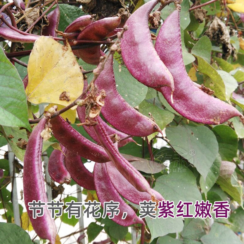 红遍天扁豆种子摘不败紫红眉豆角种籽红豆角四季蔬菜眉豆孑豆种 - 图1