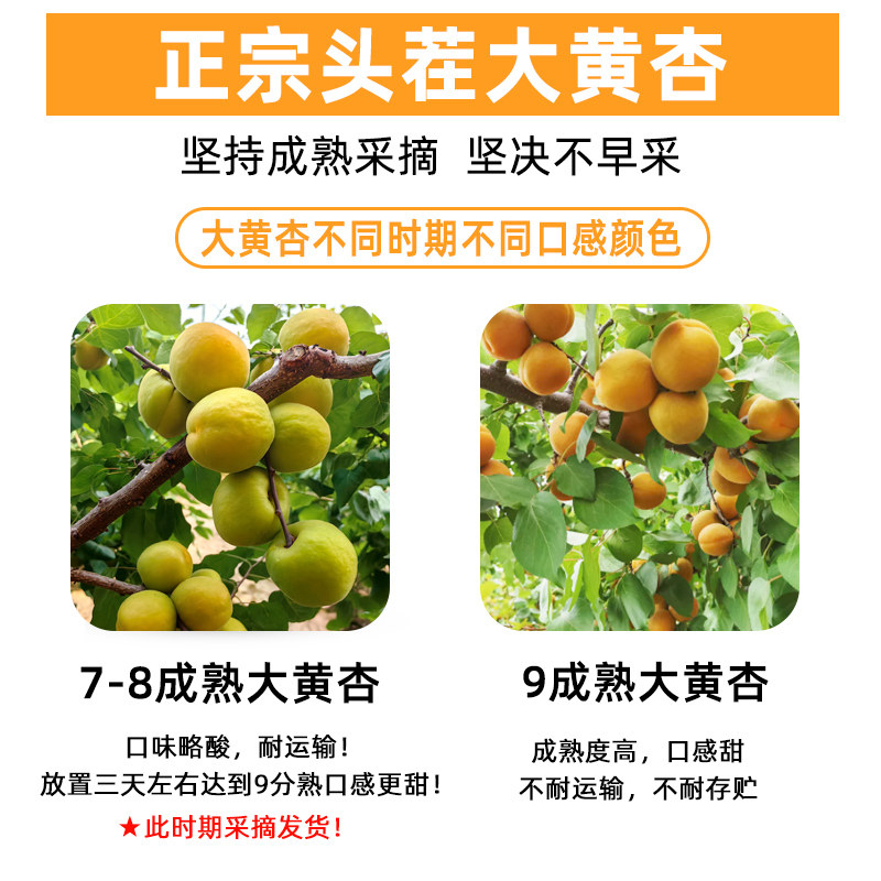 现摘大黄杏子新鲜水果当季陕西时令孕妇酸甜脆鲜杏金太阳5斤包邮
